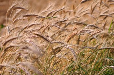 Barley background