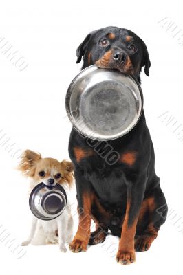 rottweiler chihuahua and food bowl