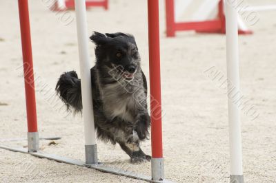 Pyrenean sheepdog in agility