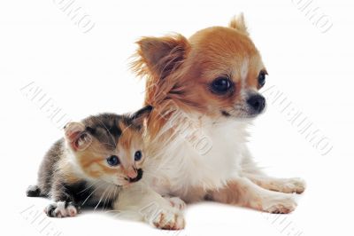 chihuahua and kitten