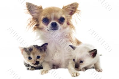 puppy chihuahua and kitten