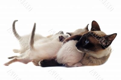 Siamese kitten and mother