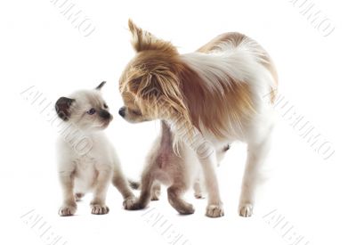 chihuahua and siamese kitten