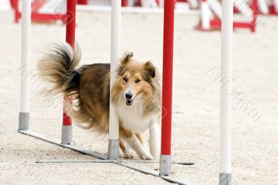 shetland in agility