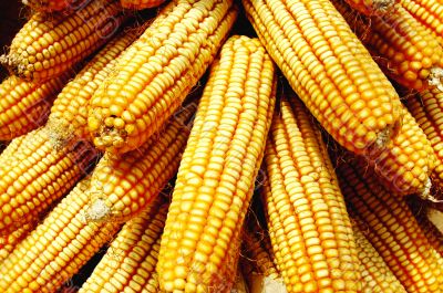 Pile of corn cobs