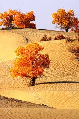 Landscape of desert