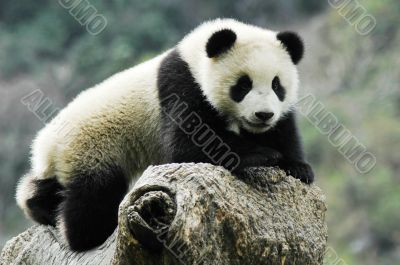 Panda cub