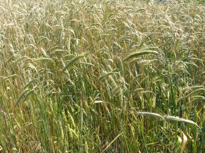 spikelets of the wheat