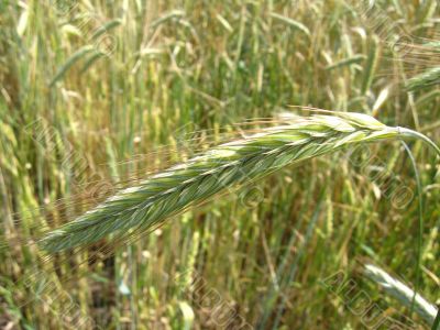 spikelets of the wheat