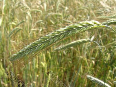 spikelets of the wheat