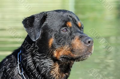 wet rottweiler