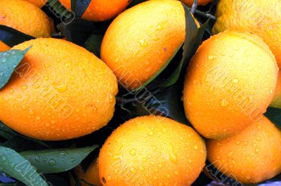 Fresh orange fruits