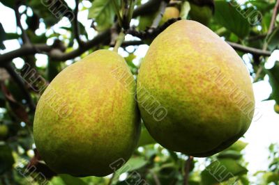Fresh pear fruits on the branch