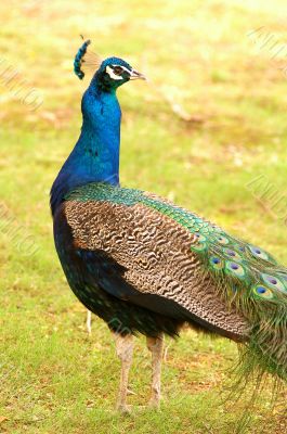 Blue peacock
