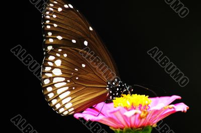 Butterfly sitting on a pink flower
