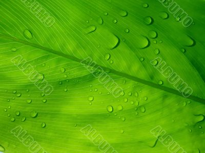 Dew drops on green leaf