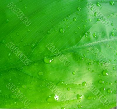 Dew drops on green leaf