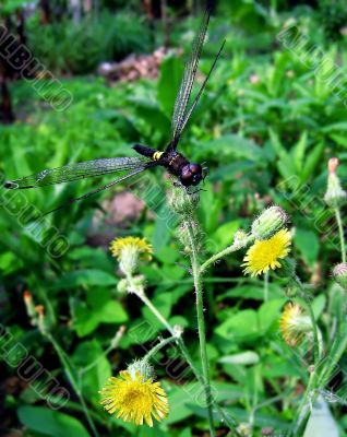 Dragonfly in the garden