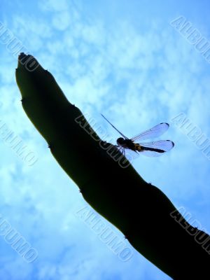 Dragonfly on dragon branch