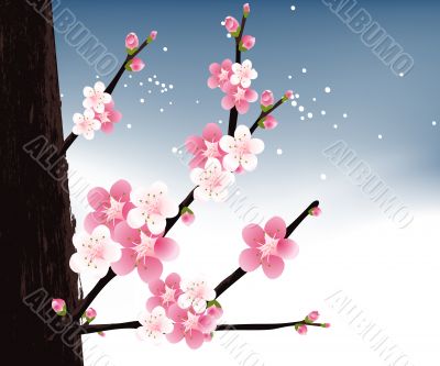 blossoms Illustration