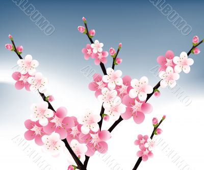 blossoms Illustration