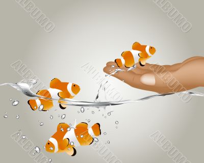 Clown Fish