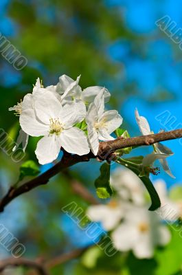 Blooming apple tree