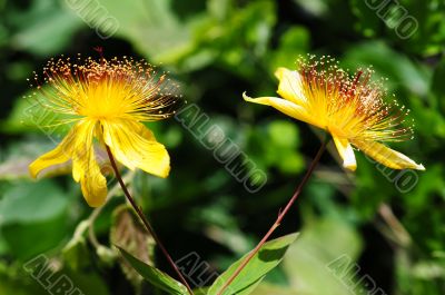 Wild yellow flowers