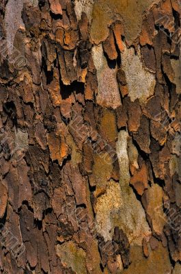 sycamore bark