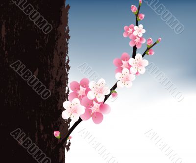 blossoms Illustration