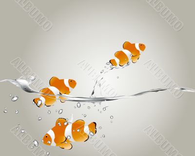 Clown Fish