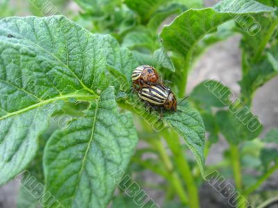 a pair of colorado beetles