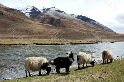 Landscape in the highland of Tibet