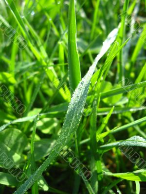 Dewdrop on a blade