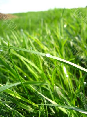 Dewdrop on a blade