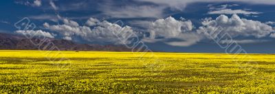 Yellow and blue 