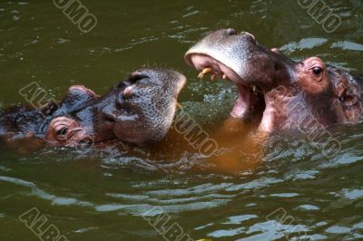 Hippo (Hippopotamus amphibius)