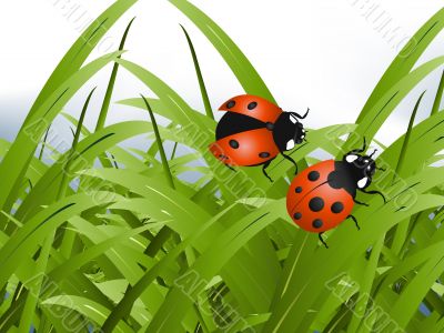 Bright red Lady Bug