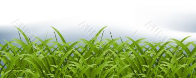 Green Grass