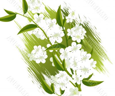 blossoms Illustration