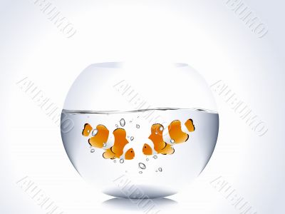 Clown Fish