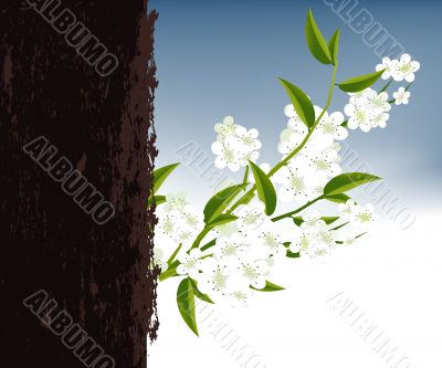 blossoms Illustration