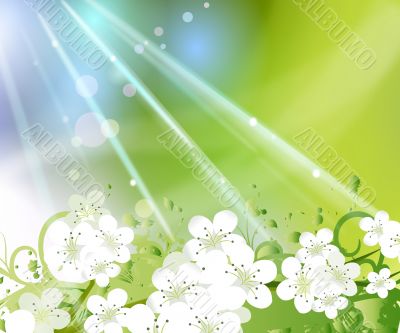Spring Flowers