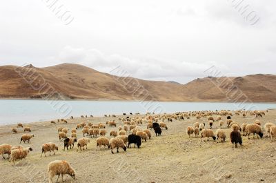 Landscape in Tibet