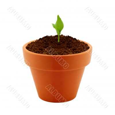 Young plant in clay pot