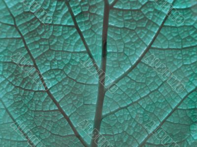 Leaf of a plant
