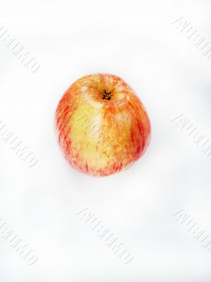 fresh apple
