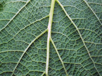 Leaf of a plant close up