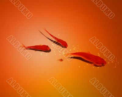 three golden fish in water together