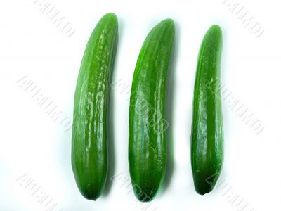 Cucumber